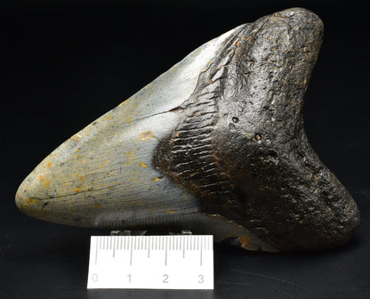 CAECHARODON MEGALODON SHARK TOOTH 98 grams F404