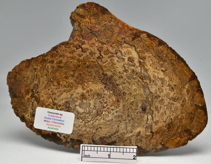 OSMUNDA SLICE, CRETACEOUS, MILES, CHINCHILLA, QUEENSLAND, AUSTRALIA S149