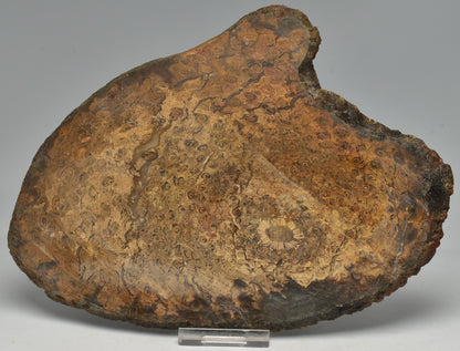 OSMUNDA SLICE, CRETACEOUS, MILES, CHINCHILLA, QUEENSLAND, AUSTRALIA S149