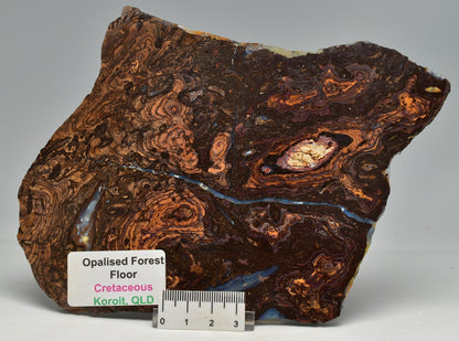 OPALISED FOREST FLOOR Polished, Koroit, Queensland, Australia S208