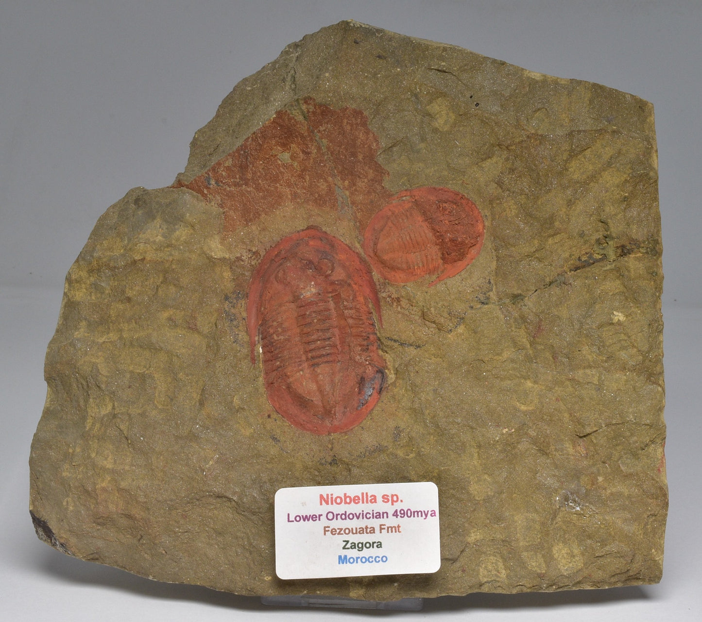 TRILOBITE FOSSIL, Niobella SP. Zagora Morocco F602