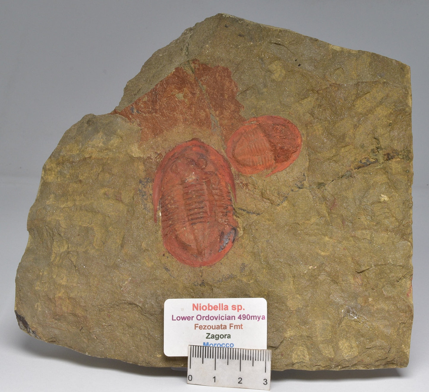 TRILOBITE FOSSIL, Niobella SP. Zagora Morocco F602