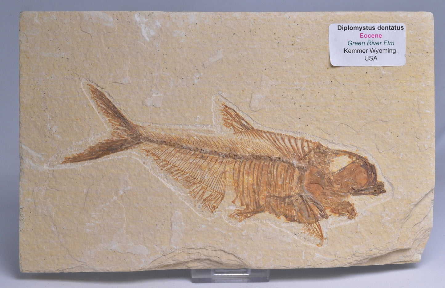 FISH FOSSIL DIPLOMYSTUS DENTATUS F116