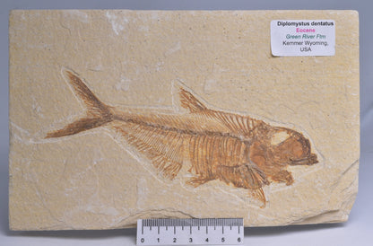 FISH FOSSIL DIPLOMYSTUS DENTATUS F116