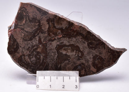 STROMATOLITE, Inzeria intia, PROTEROZOIC, FOSSIL S434