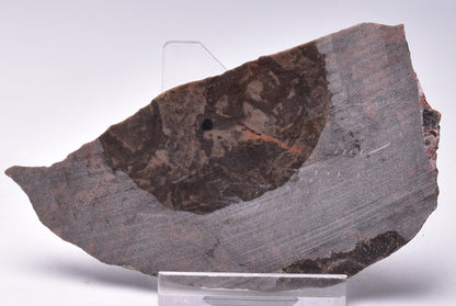 STROMATOLITE, Inzeria intia, PROTEROZOIC, FOSSIL S434