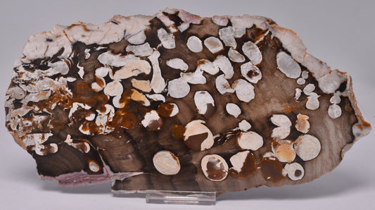 FOSSIL PEANUT WOOD SLICE, Western Australia S582