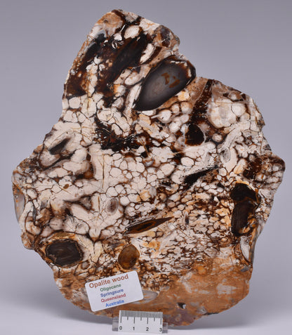 OPALITE WOOD, Polished Oligocene, Springsure Qld, Australia S1013