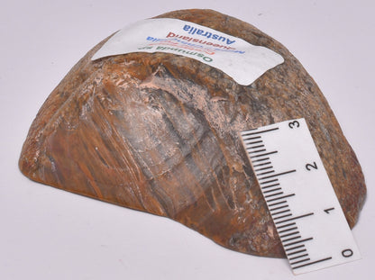 OSMUNDA SLICE, CRETACEOUS, MILES, CHINCHILLA, QUEENSLAND, AUSTRALIA S923