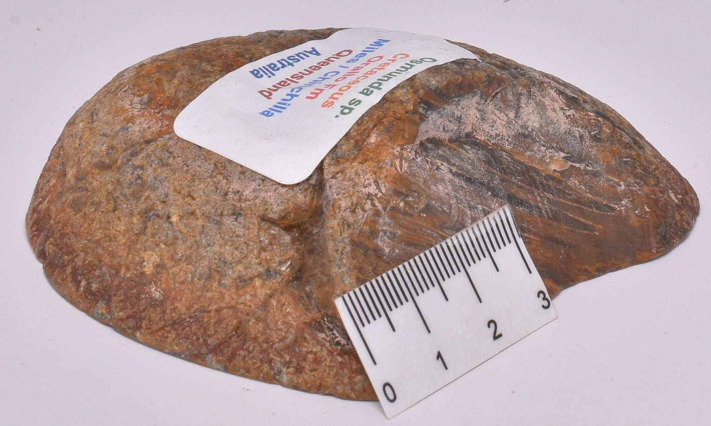 OSMUNDA SLICE, CRETACEOUS, MILES, CHINCHILLA, QUEENSLAND, AUSTRALIA S923