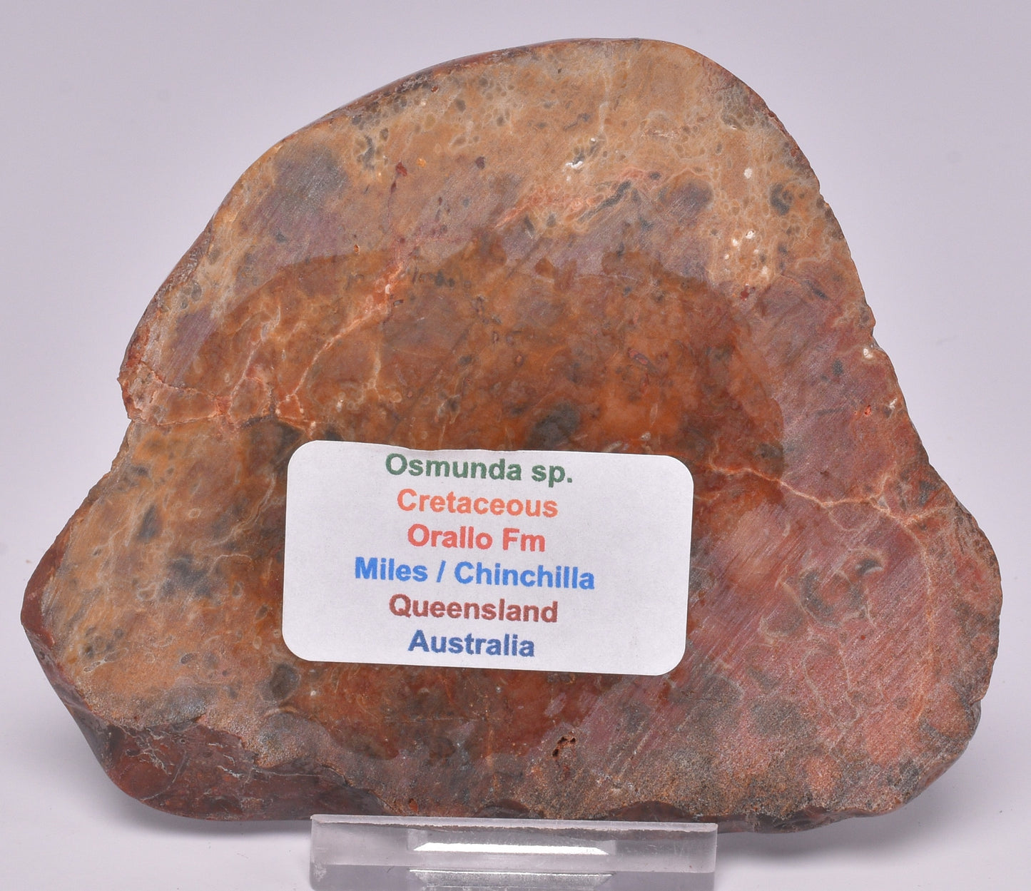 OSMUNDA SLICE, CRETACEOUS, MILES, CHINCHILLA, QUEENSLAND, AUSTRALIA S926