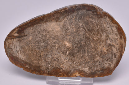 OSMUNDA SLICE, CRETACEOUS, MILES, CHINCHILLA, QUEENSLAND, AUSTRALIA S925