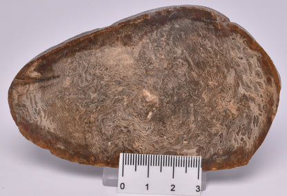 OSMUNDA SLICE, CRETACEOUS, MILES, CHINCHILLA, QUEENSLAND, AUSTRALIA S925