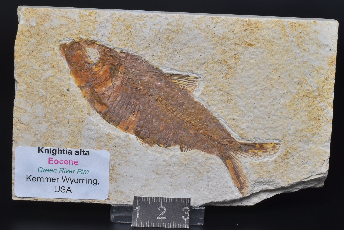 FISH FOSSIL, KNIGHTIA ALTA FISH FOSSIL F411