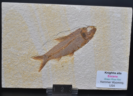 FISH FOSSIL, KNIGHTIA ALTA FISH FOSSIL F408