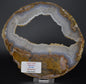 LIMB CAST Slice, Oligocene, JUMBI, Plant Fossil Slice, Indonesia S831