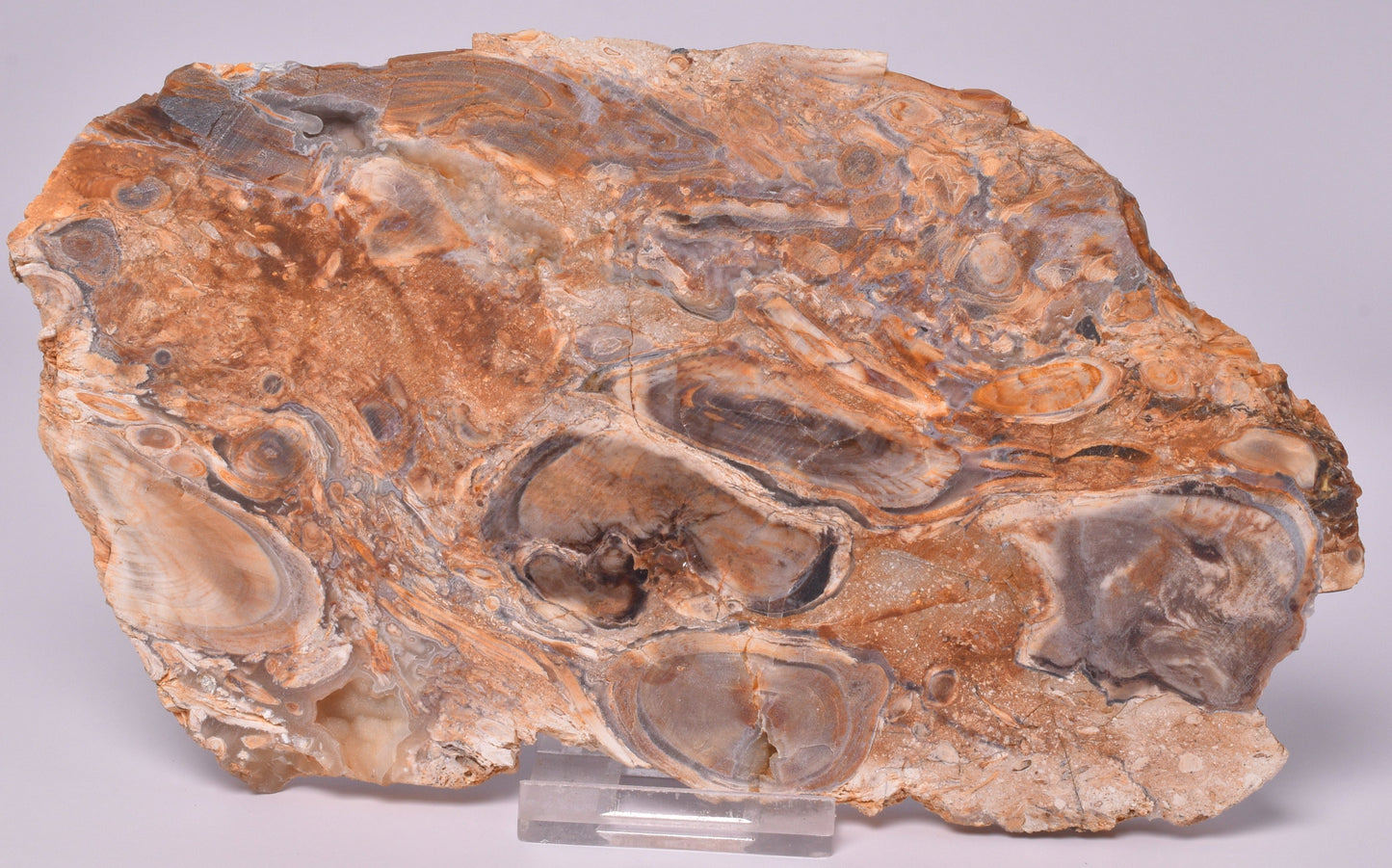 OPALITE WOOD, Polished Oligocene, Springsure Qld, Australia S827