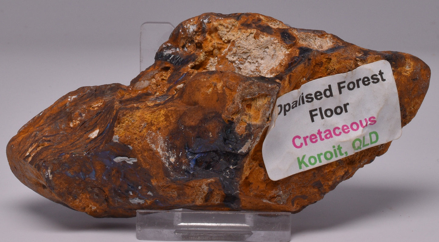 OPALISED FOREST FLOOR Polished, Koroit, Queensland, Australia S858