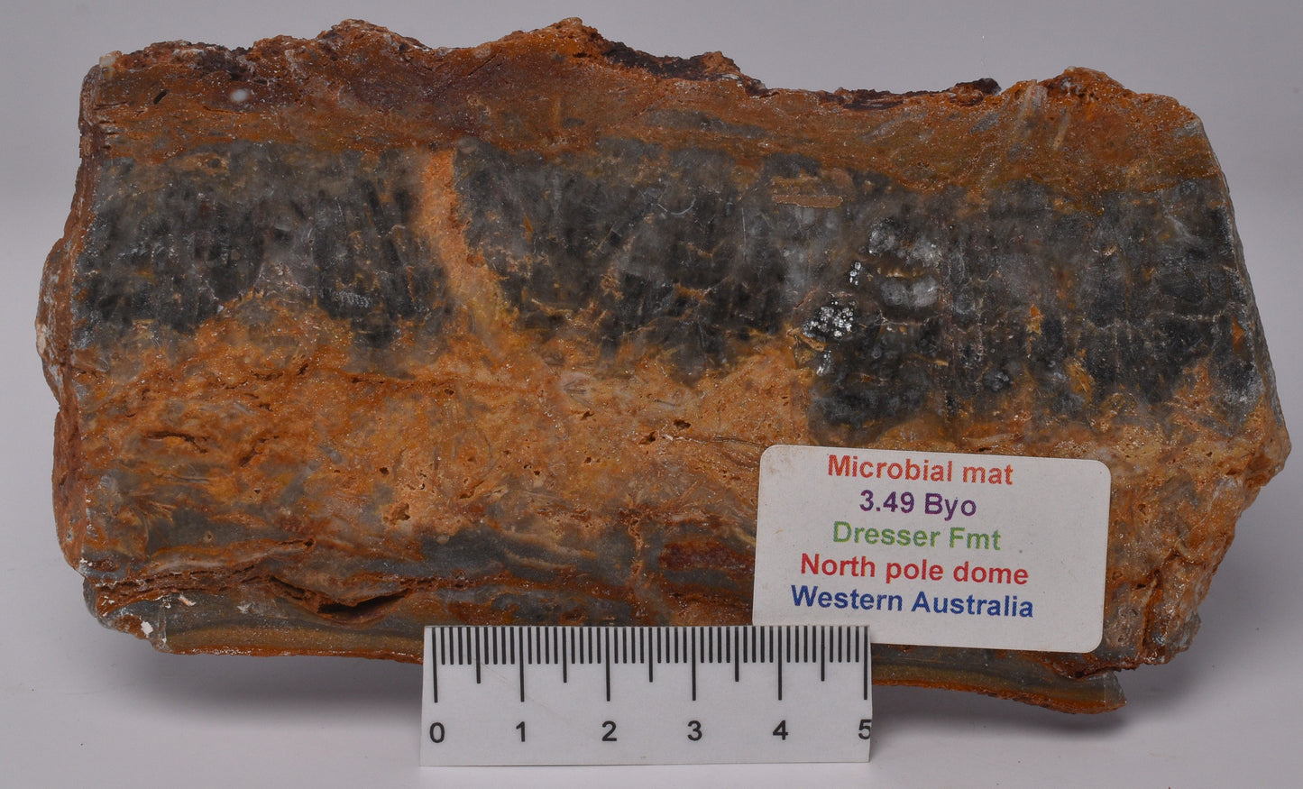 STROMATOLITE Microbial Fossil Mat Dresser Formation, Australia S1031