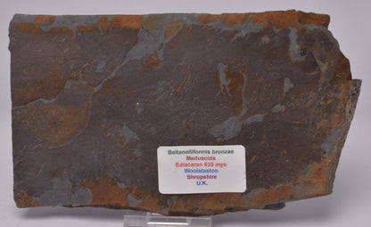 FOSSIL BELTANELLIFORMIS BRONZAE S811