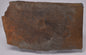 FOSSIL BELTANELLIFORMIS BRONZAE S811