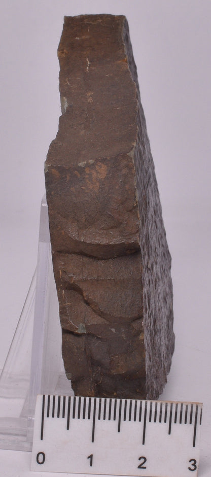 FOSSIL BELTANELLIFORMIS BRONZAE S12