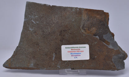 FOSSIL BELTANELLIFORMIS BRONZAE S13