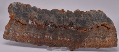 STROMATOLITE Microbial Fossil Mat Dresser Formation, Australia S1056