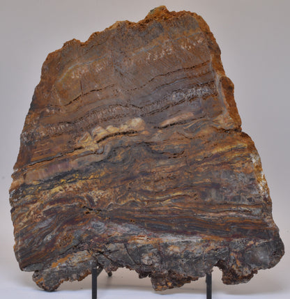 STROMATOLITE Microbial Fossil Mat Dresser Formation, Australia SLICE S817