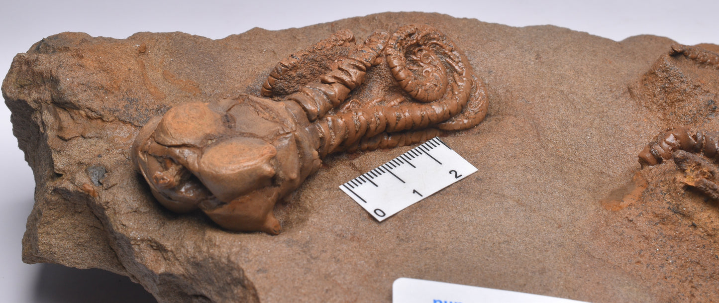 CRINOID FOSSIL PLATE, 2 Crinoids, Jimbacrinus Bostocki, Western Australia, CR01