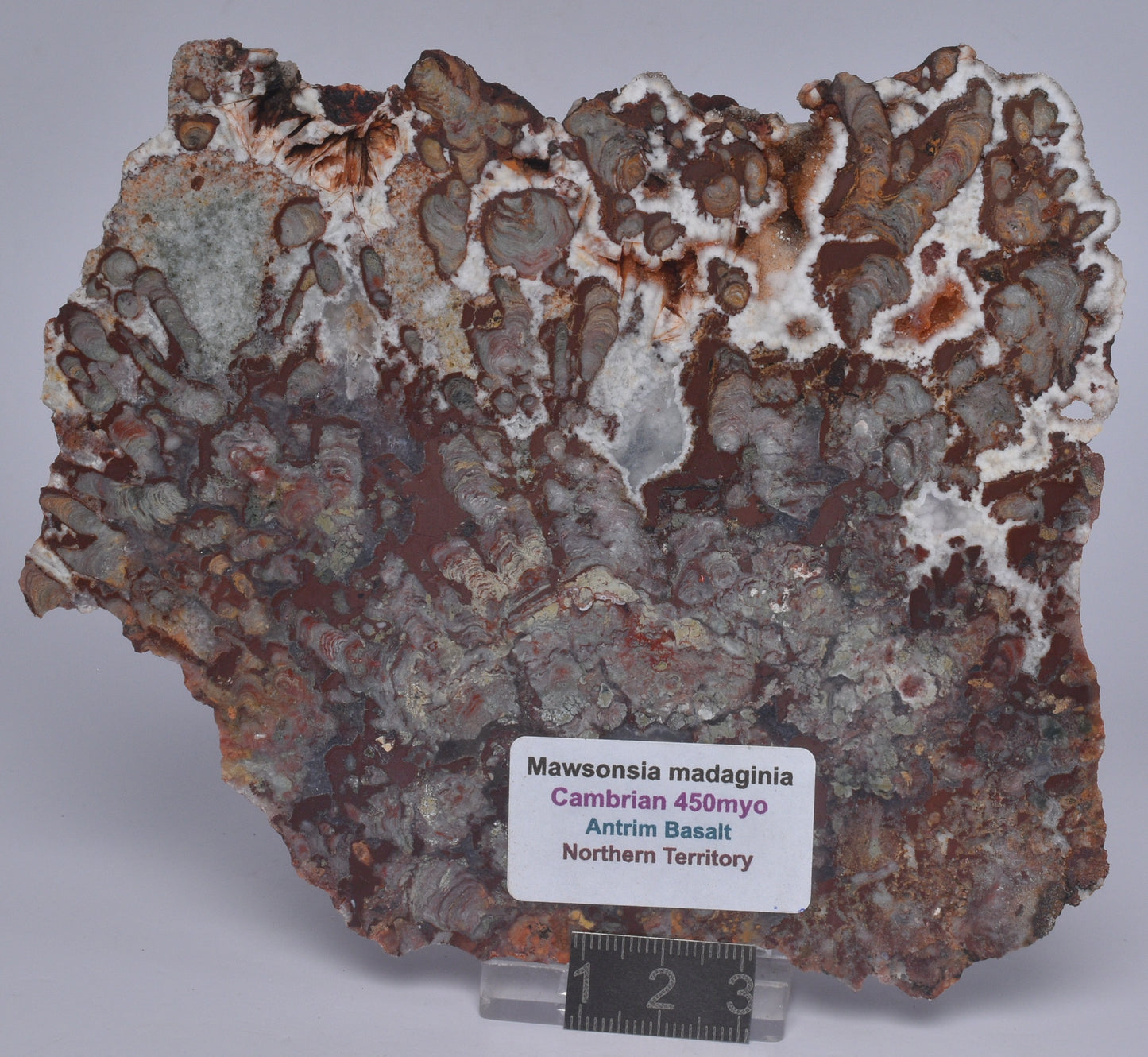 MAWSONIA MADAGINIA SLICE, STROMATOLITE, CAMBRIAN, AUSTRALIA S07