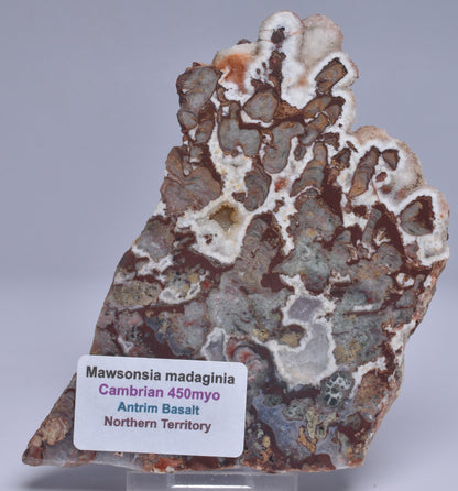 MAWSONIA MADAGINIA SLICE, STROMATOLITE, CAMBRIAN, AUSTRALIA S17