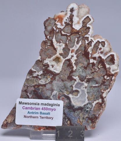 MAWSONIA MADAGINIA SLICE, STROMATOLITE, CAMBRIAN, AUSTRALIA S17