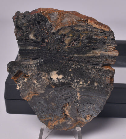 STROMATOLITE Microbial Fossil Mat Dresser Formation, Australia S164