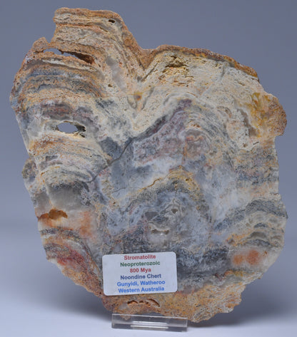 Stromatolite NEOPROTEROZOIC, Noondine Chert, Slice, Australia S182