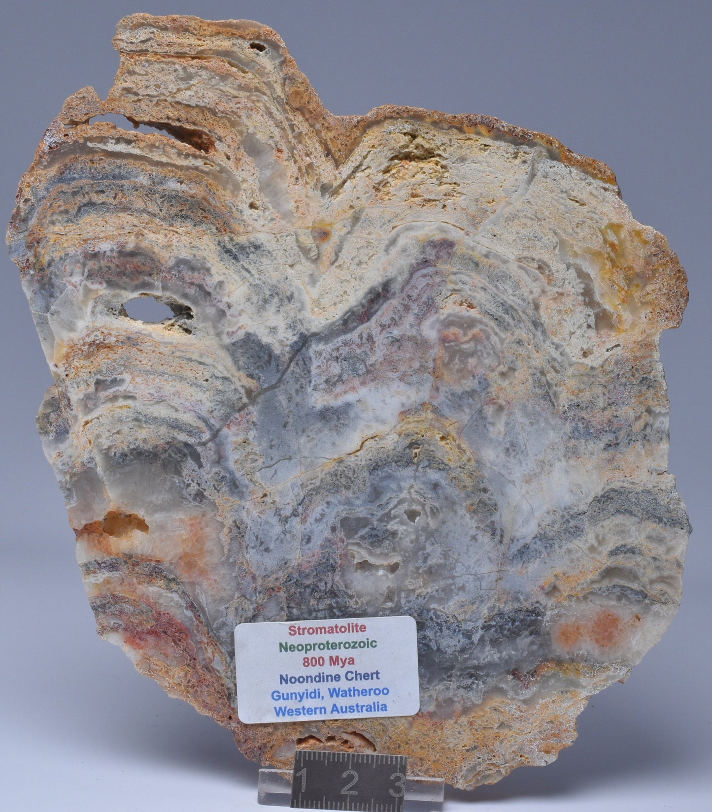 Stromatolite NEOPROTEROZOIC, Noondine Chert, Slice, Australia S182