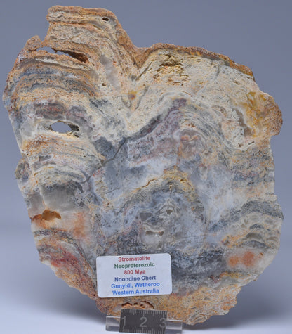 Stromatolite NEOPROTEROZOIC, Noondine Chert, Slice, Australia S182