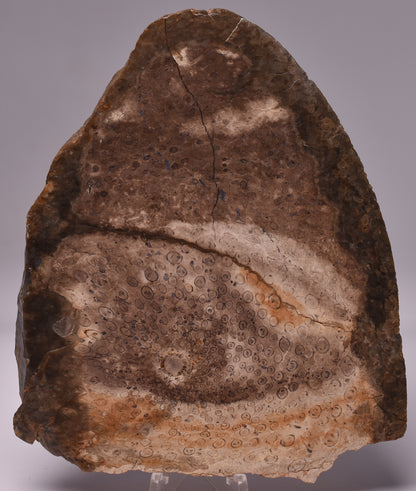 OSMUNDA SLICE, CRETACEOUS, MILES, CHINCHILLA, QUEENSLAND, AUSTRALIA S891