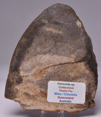 OSMUNDA SLICE, CRETACEOUS, MILES, CHINCHILLA, QUEENSLAND, AUSTRALIA S891