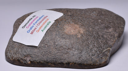 OSMUNDA SLICE, CRETACEOUS, MILES, CHINCHILLA, QUEENSLAND, AUSTRALIA S895