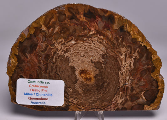 OSMUNDA SLICE, CRETACEOUS, MILES, CHINCHILLA, QUEENSLAND, AUSTRALIA S93