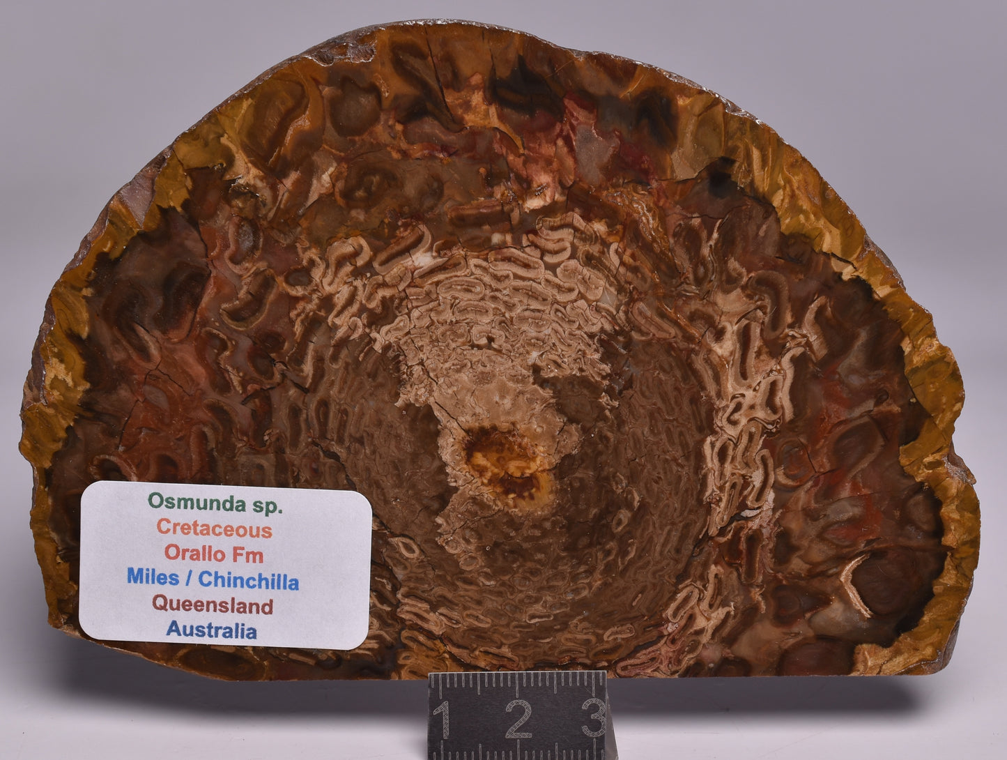 OSMUNDA SLICE, CRETACEOUS, MILES, CHINCHILLA, QUEENSLAND, AUSTRALIA S93