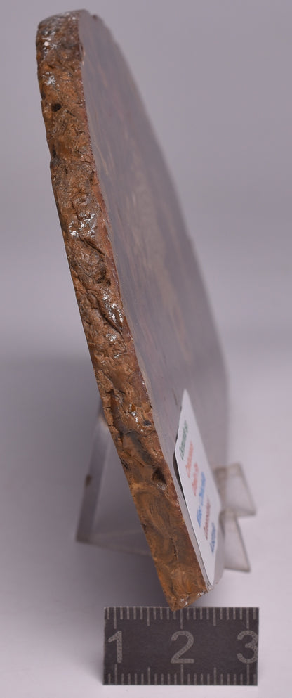 OSMUNDA SLICE, CRETACEOUS, MILES, CHINCHILLA, QUEENSLAND, AUSTRALIA S93