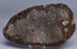 OSMUNDA SLICE, CRETACEOUS, MILES, CHINCHILLA, QUEENSLAND, AUSTRALIA S1262