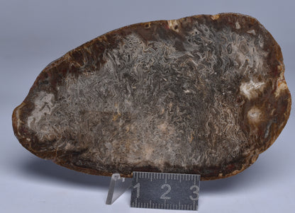 OSMUNDA SLICE, CRETACEOUS, MILES, CHINCHILLA, QUEENSLAND, AUSTRALIA S1262