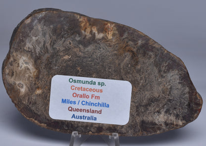 OSMUNDA SLICE, CRETACEOUS, MILES, CHINCHILLA, QUEENSLAND, AUSTRALIA S1262