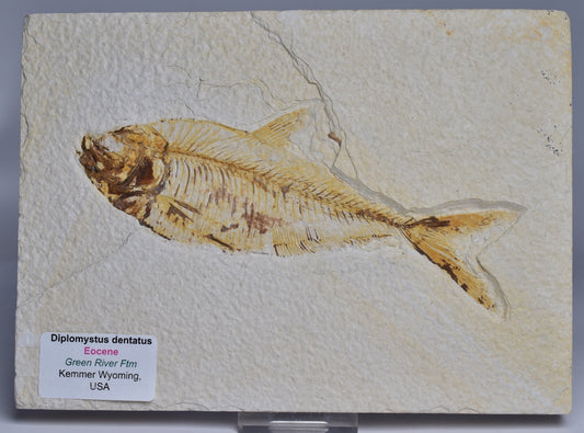 FISH FOSSIL DIPLOMYSTUS DENTATUSF F01