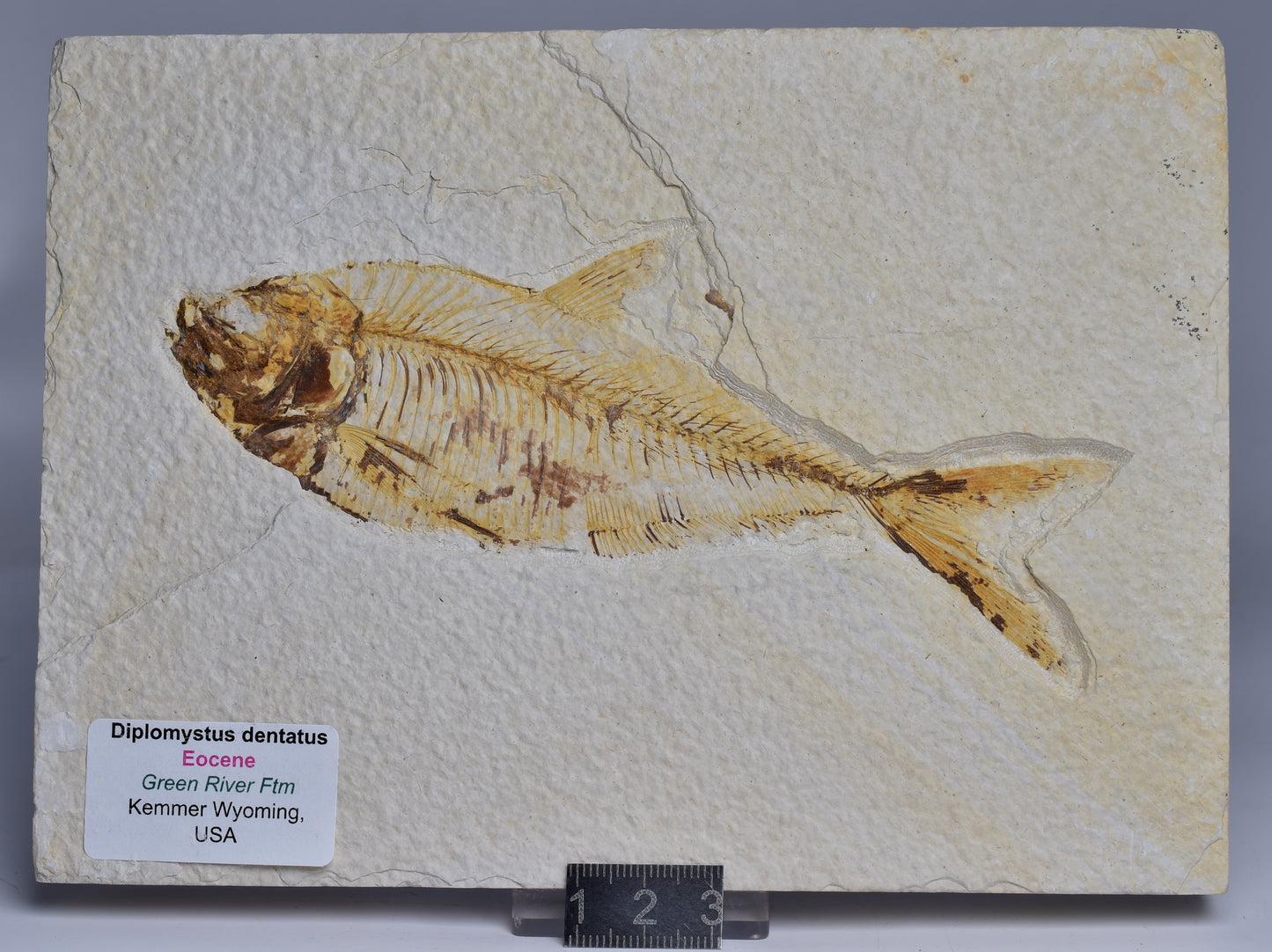 FISH FOSSIL DIPLOMYSTUS DENTATUSF F01