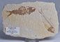 FISH FOSSIL, KNIGHTIA ALTA FISH FOSSIL F70