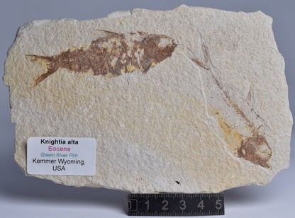 FISH FOSSIL, KNIGHTIA ALTA FISH FOSSIL F70